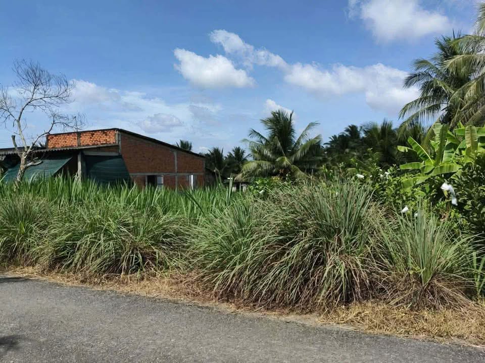 Đất nền mặt tiền lộ nhựa tại xã Tân Mỹ, Ba Tri, Bến Tre 200m² chỉ 285 triệu - Cơ hội đầu tư tuyệt vời!