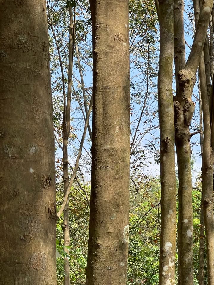 Đất Farm Tân Lợi Hớn Quản 20.000m² giá 2 tỷ - Cơ hội đầu tư hấp dẫn!