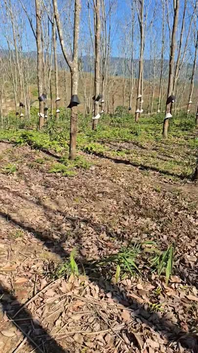 Mảnh rẫy 27.000m² tại Trà Bồng, Quảng Ngãi - Cơ hội đầu tư hấp dẫn!