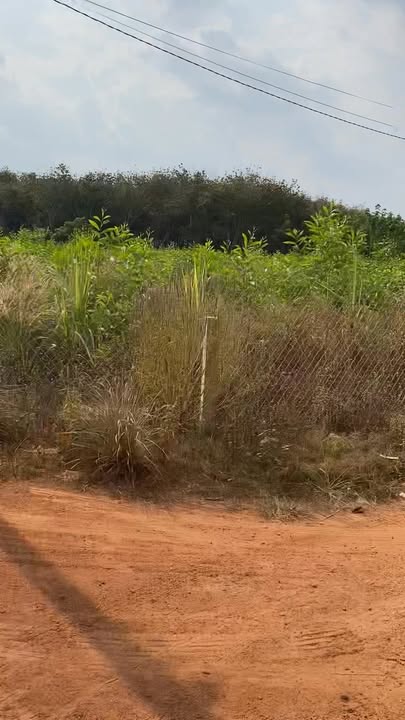 Đất thổ cư Xã Thạnh Phú, Huyện Thạnh Hóa 120m² giá chỉ 199 triệu - Cơ hội đầu tư tuyệt vời!