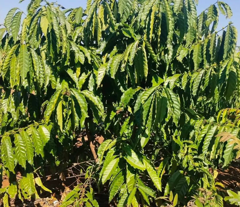 Rẫy 7 sào Đắk Sắk, Đắk Mil giá 1,65 tỷ - Tiềm năng phát triển lớn!