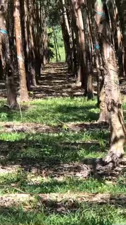 Đất Farm 5.2ha tại Đạ Kho, Lâm Đồng giá 16.12 tỷ - Mặt tiền đường bê tông rộng rãi!