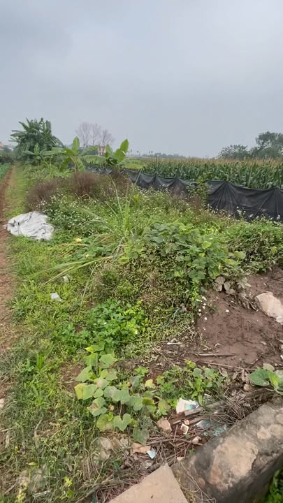 Đất vườn 348m² tại Song Phương, Hoài Đức - Tiềm năng đầu tư cao!