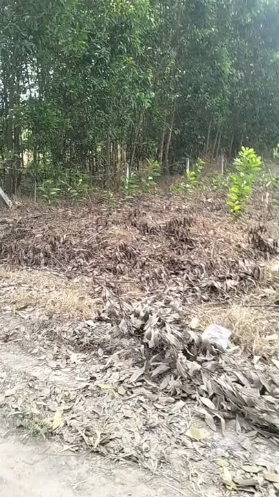 Đất mặt tiền đường ĐH 504, xã An Linh, 370m² giá chỉ 800 triệu - Cơ hội đầu tư hấp dẫn!