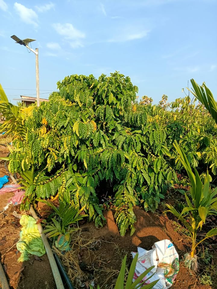 Farm Đắk Wil 1ha giá thỏa thuận - Kinh doanh hiệu quả với 4000 cây cầu!