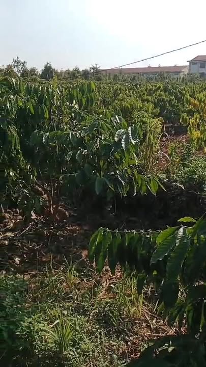 Đất Farm 14400m² tại Đắk Sôr, Krông Nô - Giá chỉ 1.2 tỷ, đầu tư sinh lời!