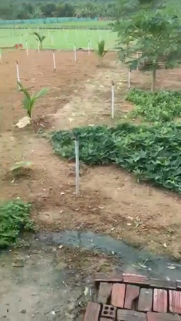 Đất thổ cư 3000m² Thôn Xuân Tây, Xã Vạn Hưng, Giá chỉ 800 triệu - Cơ hội vàng cho nhà đầu tư!