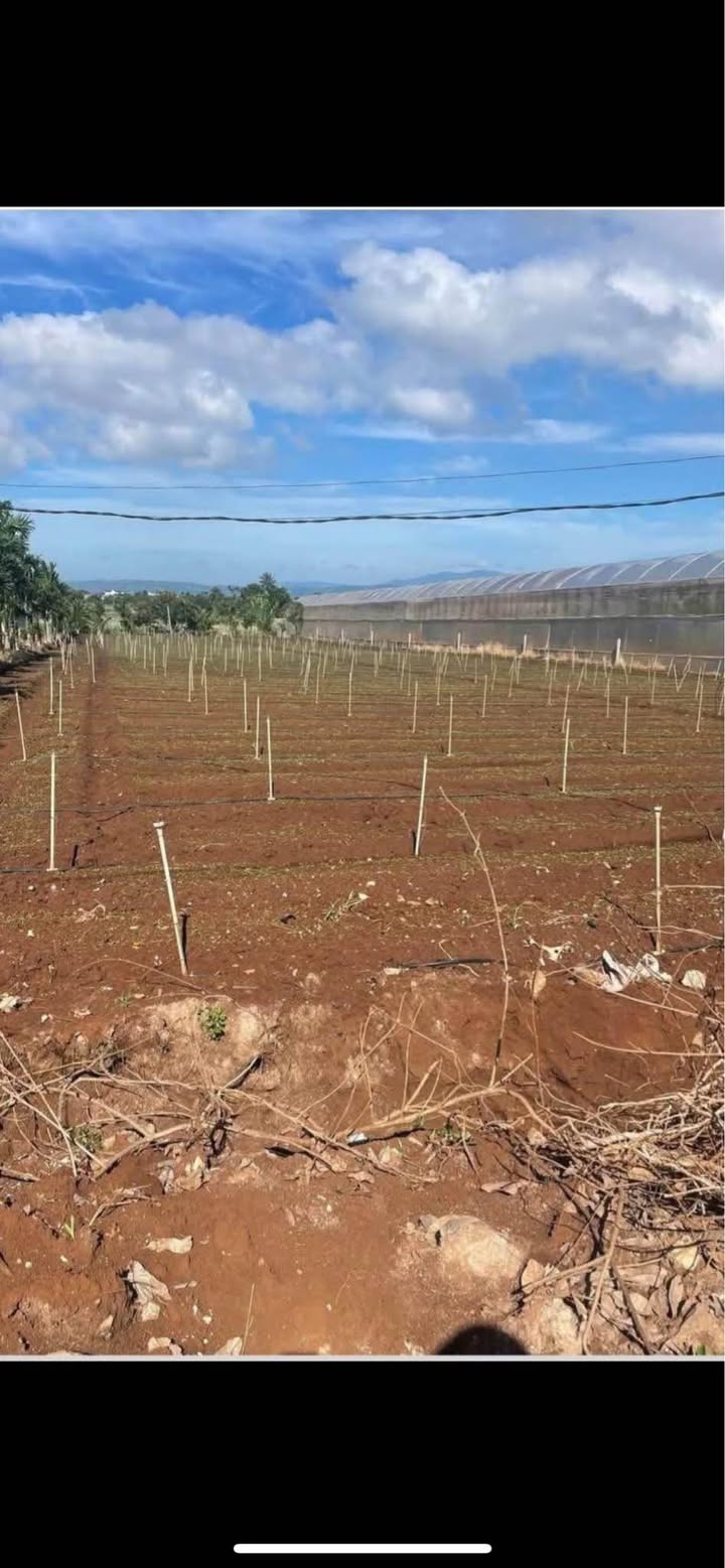 Đất nền 1,3 sào Tân Hội Đức Trọng chỉ 1.75 tỷ - Đầu tư sinh lời!