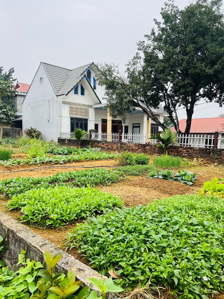 Đất nền Phú Cát, Quốc Oai, Hà Nội 200m² - Cách trục chính chỉ 200m!