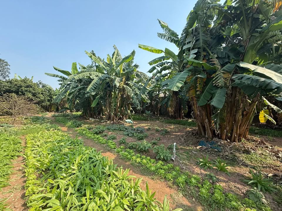 Đất vườn 1350m² tại Thượng Vực, Chương Mỹ - Giá chỉ 1.35 tỷ - Cơ hội đầu tư tuyệt vời!