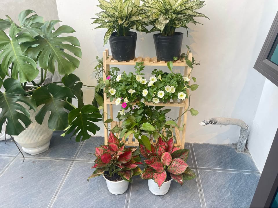 Đất nền 52m² xã Ninh Phúc giá 1.1 tỷ - Đường ô tô đậu cửa