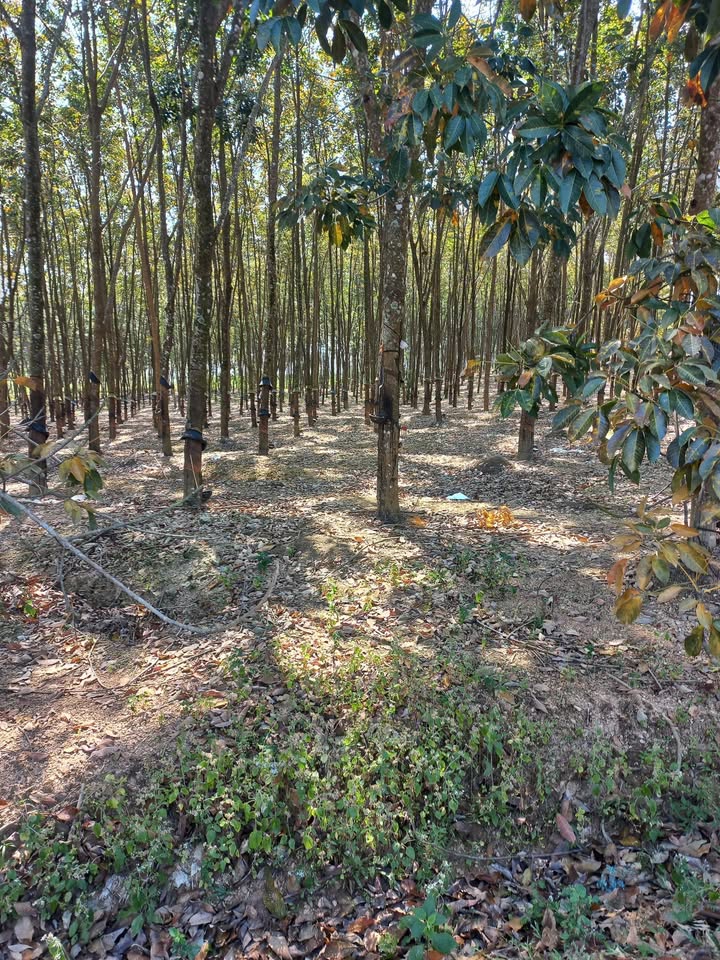 Đất Farm 1,6ha mặt đường bê tông xã Cư Knia, giá chỉ 2,15 tỷ - Cơ hội đầu tư hấp dẫn!