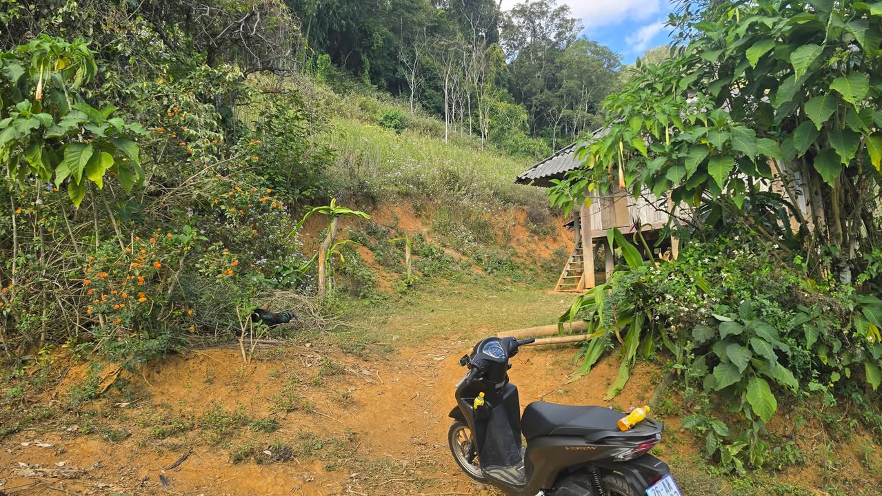 Farm đất thổ cư Huyện Mộc Châu 1.581m² giá 1.581 tỷ - Đầu tư lý tưởng!