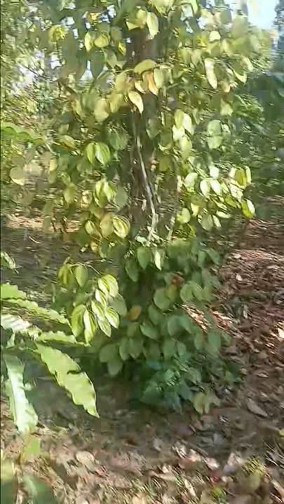 Đất nền Xã Ea Đar 1.9 hecta giá chỉ 3 tỷ - Cơ hội vàng đầu tư!