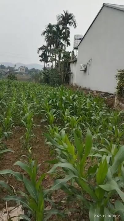 Đất thổ cư 400m² tại Thôn Thịnh Hưng, Xã Quy Mông, 1520m² - Cơ hội đầu tư tuyệt vời!