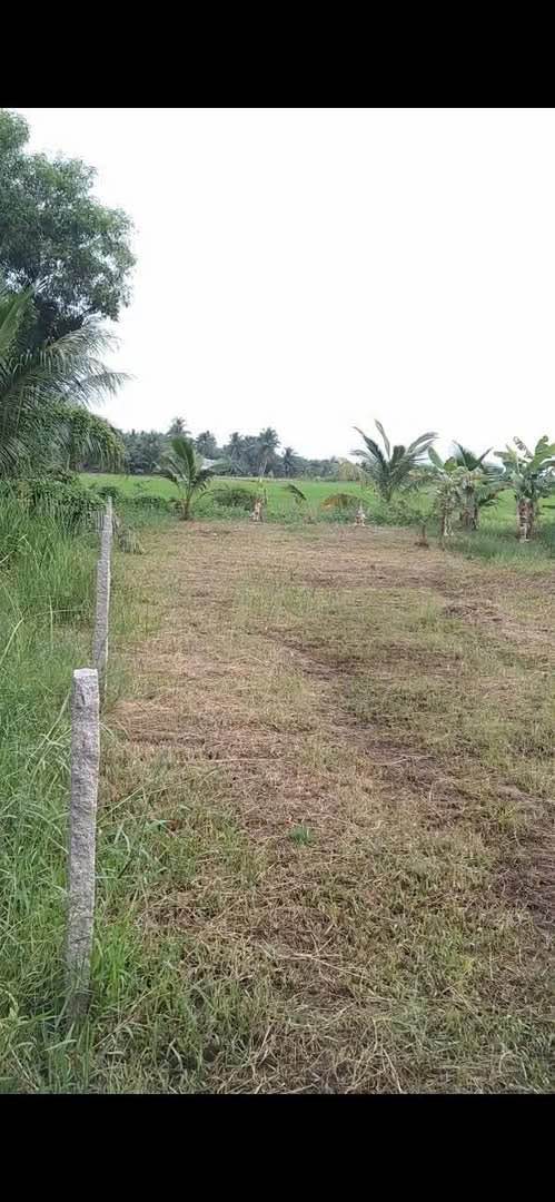 Đất nông nghiệp 12.000m² tại xã Hưng Mỹ, Châu Thành - Giá chỉ 2.76 tỷ