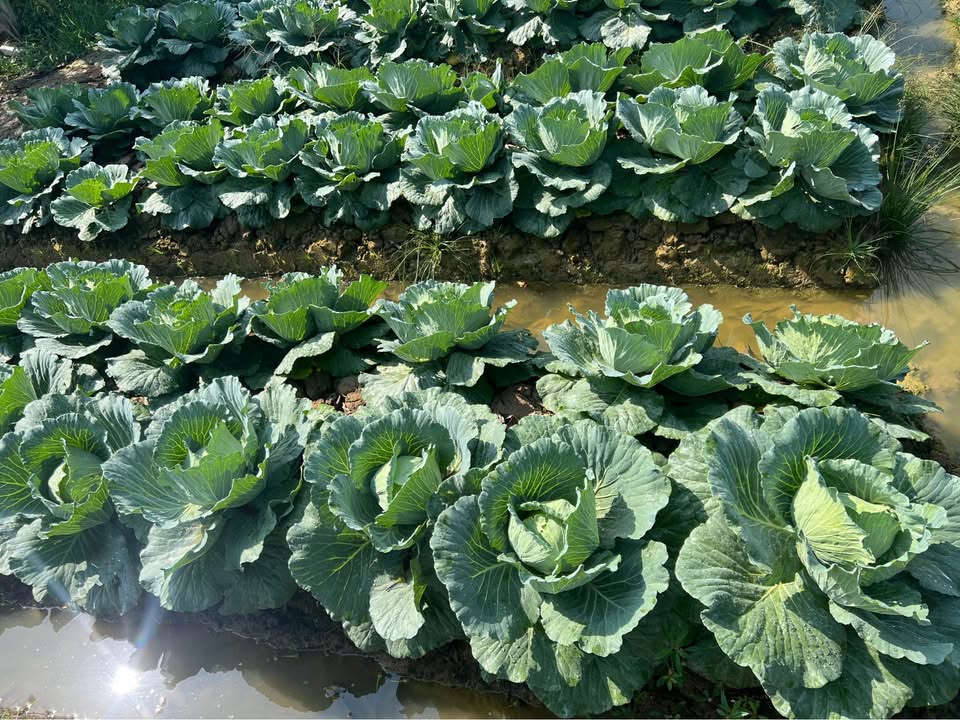 Đất thổ cư Phường 3, Thành phố Vĩnh Long 1495m² - Mặt tiền 16m, giá thỏa thuận