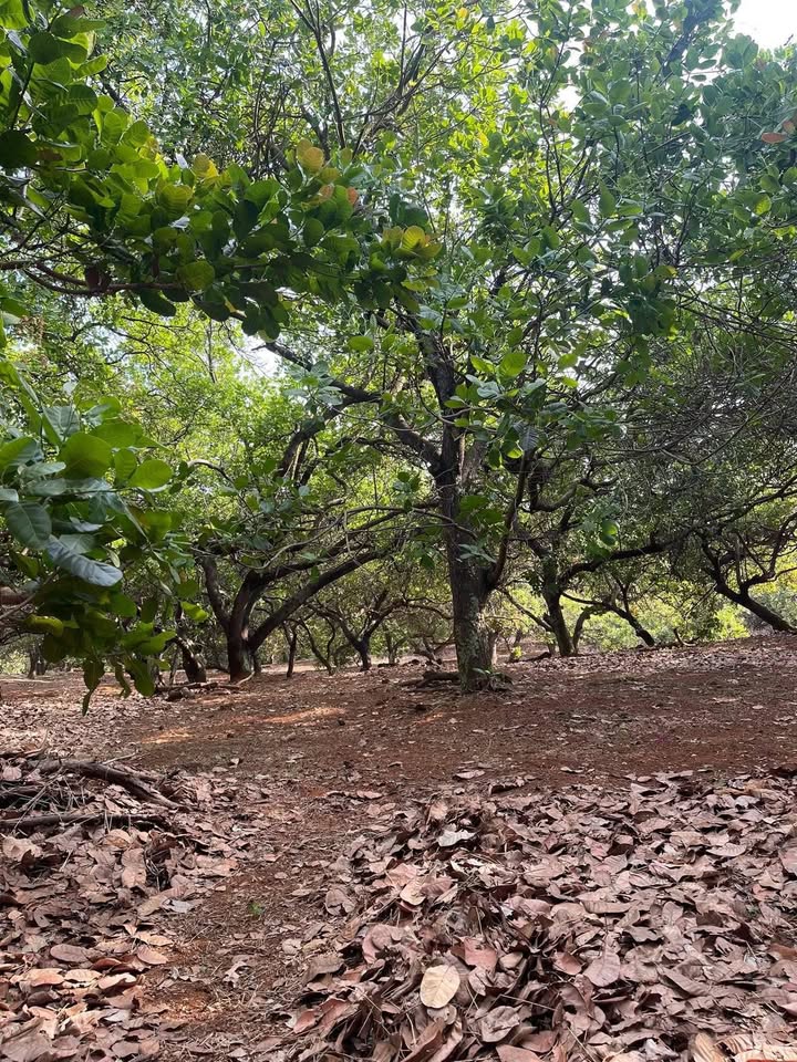 Farm đẹp 3,2ha tại Phước Bình, Bình Phước - Giá tốt, thương lượng ngay!