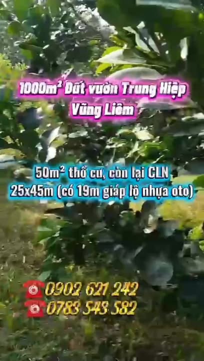 Đất vườn 1.004,5m² tại Trung Hiệp, Vũng Liêm giá 950 triệu - Sẵn sàng thu hoạch!