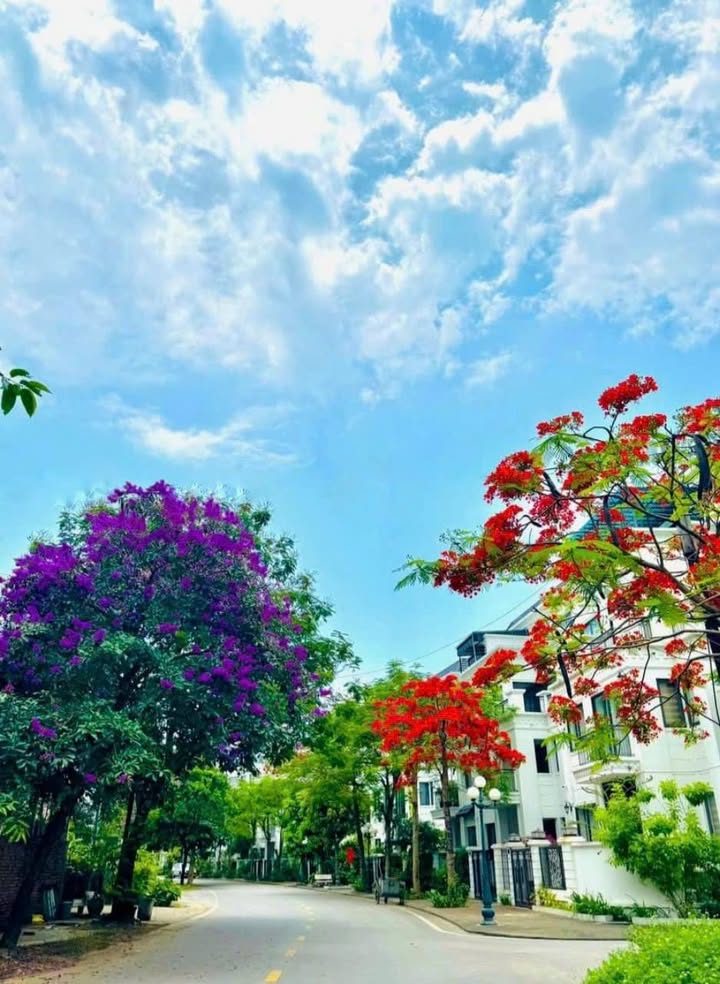 Nhà phố song lập Ngọc Trai BIM 354m² giá hơn 1 tỷ - Cơ hội đầu tư hấp dẫn!