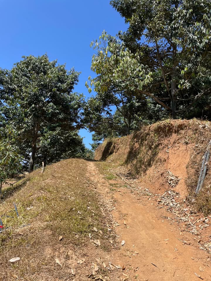 Farm tại Xã Sơn Lâm, Huyện Khánh Sơn, 1.2ha sổ đỏ - Đầu tư bền vững!