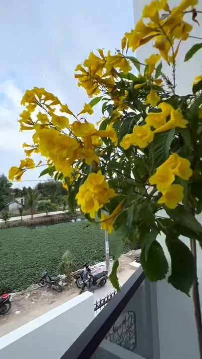 Nhà đẹp 3PN tại Mỹ Yên, Bến Lức 124m² giá 3.3 tỷ - Sổ hồng chính chủ!