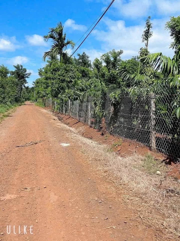 Đất đỏ Ba Zan Cư Kuin 25.000m² giá 2.45 tỷ - Đầu tư sinh lời hấp dẫn!