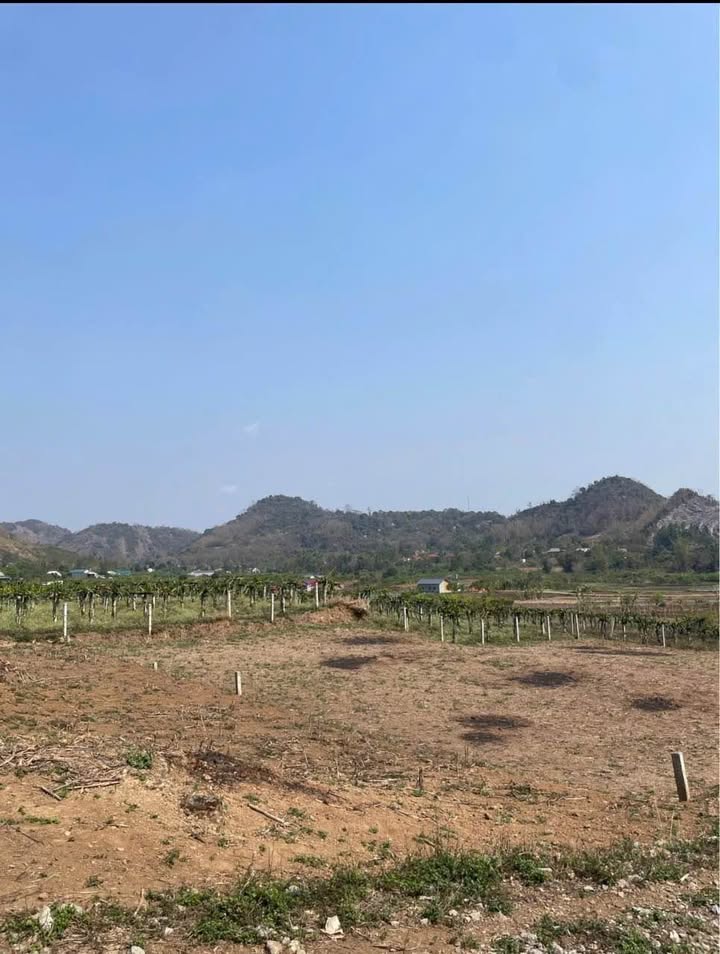 Đất nền Bản Lay, Chiềng Sinh 700m² giá chỉ 260 triệu - Cơ hội đầu tư tuyệt vời!