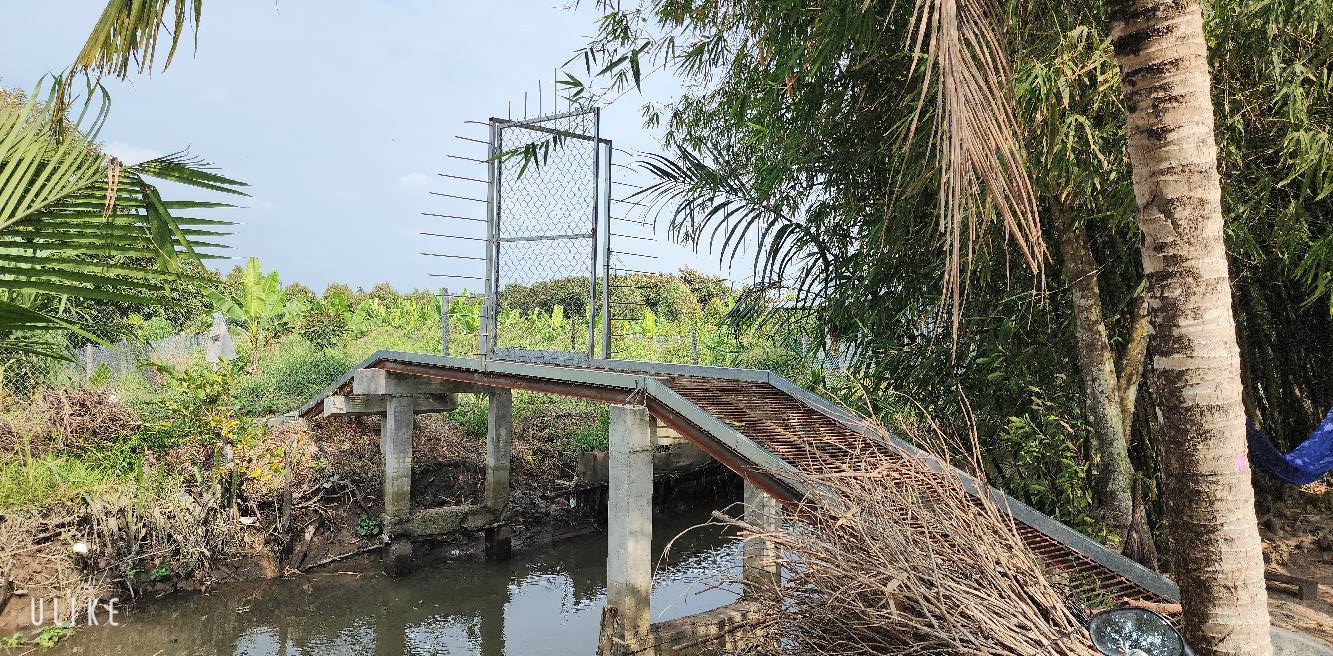 Vườn sầu riêng 3089m² tại Nhơn Ái, Phong Điền - Giá 1.85 tỷ, thương lượng ngay!