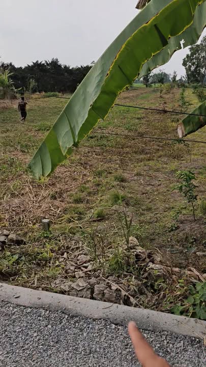 Đất nền lộ ô tô Quận Ô Môn 1800m² giá 1.5 tỷ - Cơ hội đầu tư tuyệt vời!