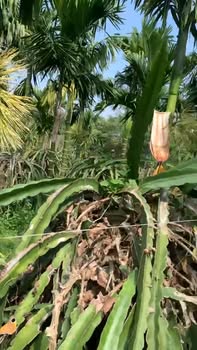 Farm NOVA Hàm Kiệm 7191m² giá 1 tỷ - Đang cho trái năm đầu