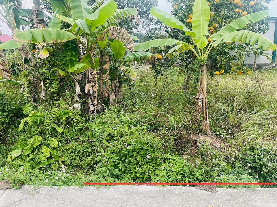 Đất nền Xóm Trung Hoa, Phú Lai 130m² giá thỏa thuận - Sổ hồng riêng công chứng ngay!