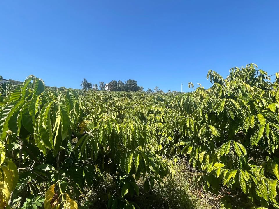 Đất nền đẹp Tân Thành 1440m² giá 1.88 tỷ - Sổ đỏ chính chủ!