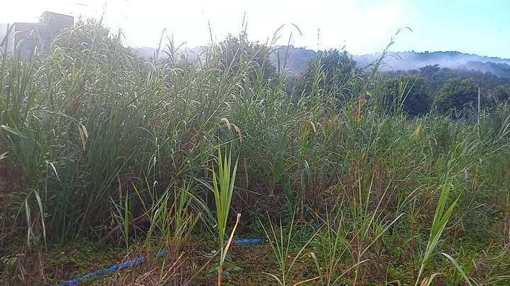 Đất nền 720m² Phường Lái Thiêu giá 720 triệu - Cơ hội đầu tư hấp dẫn!