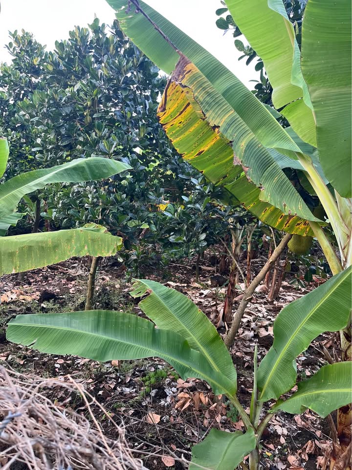 Đất Farm 7800m² tại Xã Phú Lộc, Huyện Tân Phú, Đồng Nai giá 2.73 tỷ - Đầu tư sinh lời ngay!