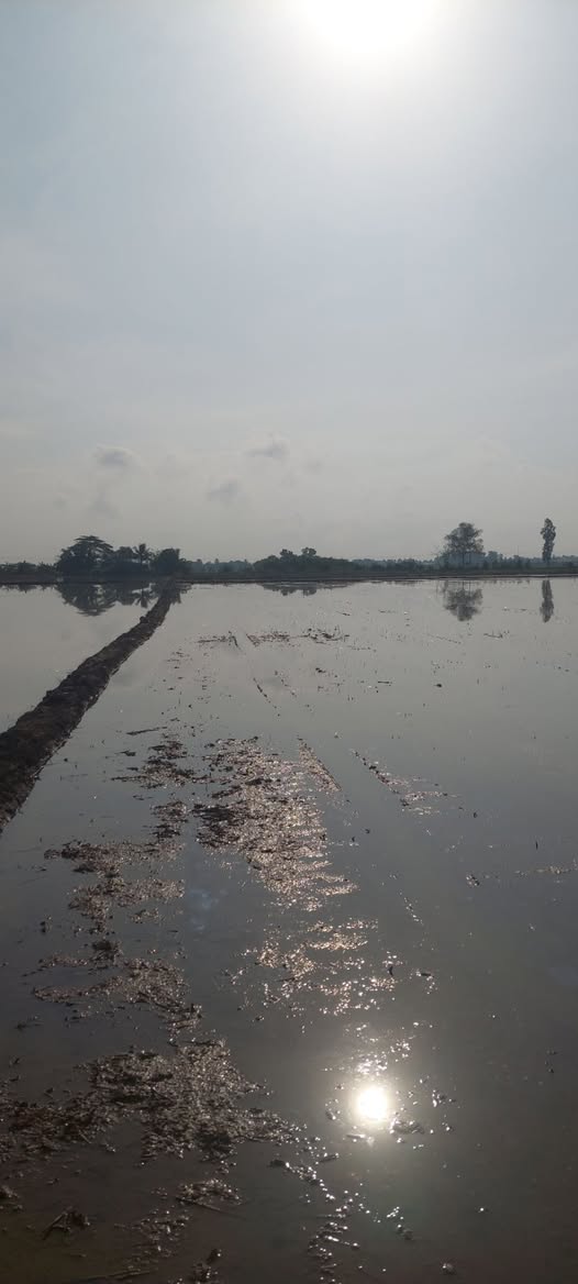 Đất lúa 9000m² huyện Châu Thành, Sóc Trăng - Giá chỉ 3.15 tỷ!