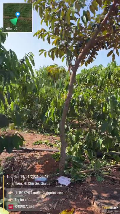 Farm 3,2ha tại Xã Ia Glai, Huyện Chư Sê, Gia Lai chỉ 5 tỷ - Đầu tư sinh lời ngay!