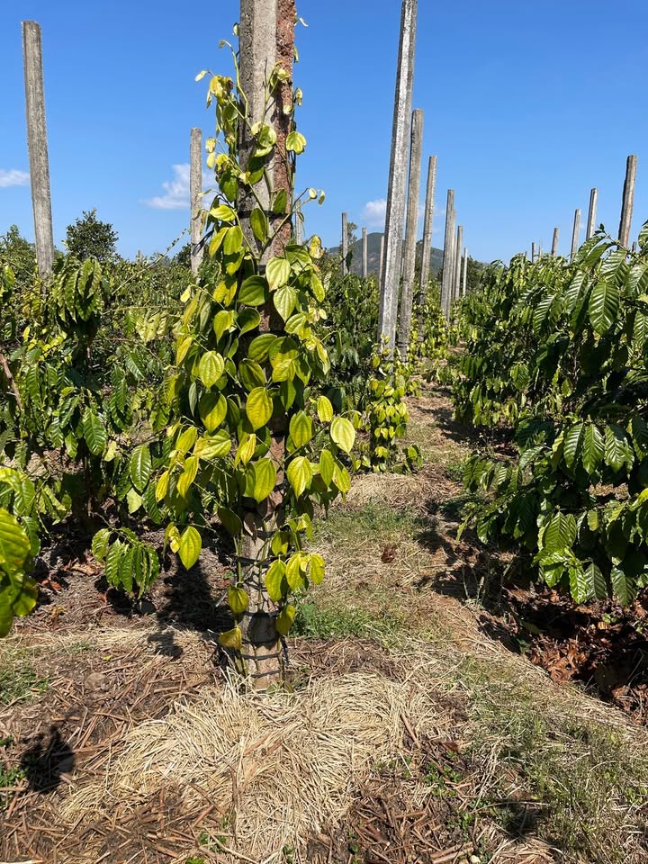 Đất nông nghiệp 1890m² đường Trần Quốc Toản, Mang Yang - Tiềm năng đầu tư lớn!