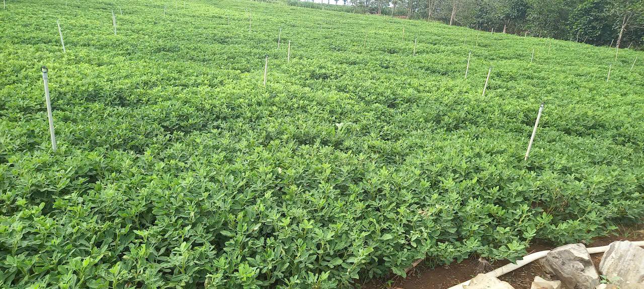 Đất nền Bán Xã Tân Hội 1476m² giá 2.9 tỷ - Sổ hồng chính chủ