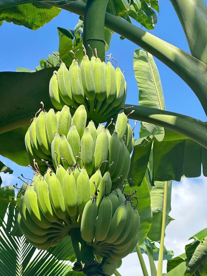 Đất nền Cư Ni, Ea Kar 1000m² giá 1 tỷ - Đối diện cổng trường Nguyễn Thái Bình!