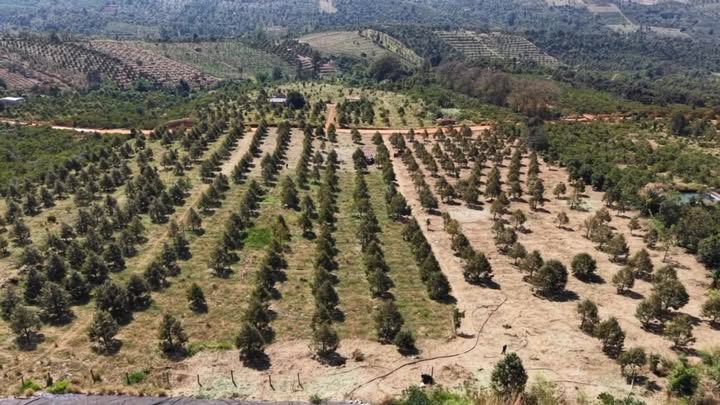 Farm 12ha Buôn Ea Kăp, Krông Búk giá 36 tỷ - Tiềm năng đầu tư lớn!