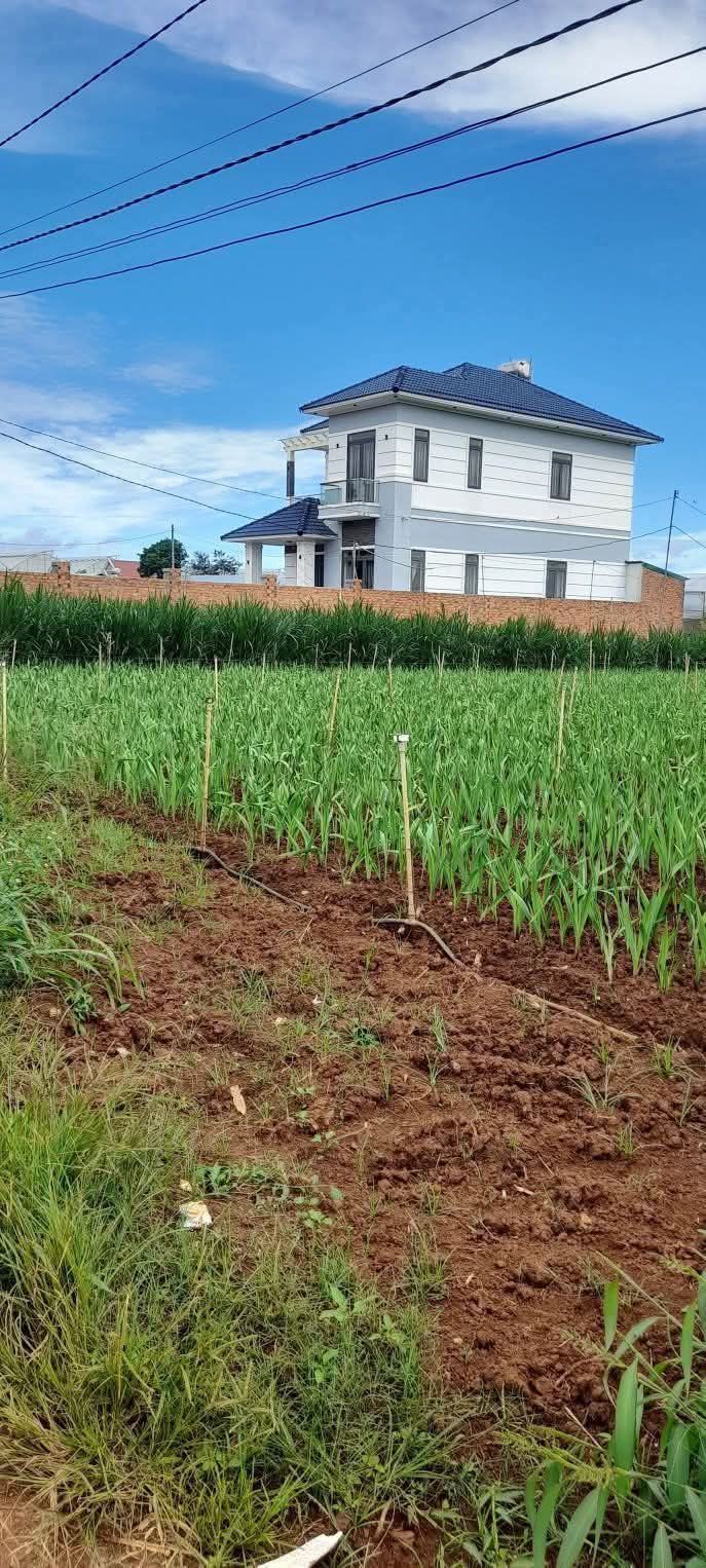 Lô đất 1687m² ở Bồng Lai, giá 2.1 tỷ - Đầu tư sinh lời ngay!