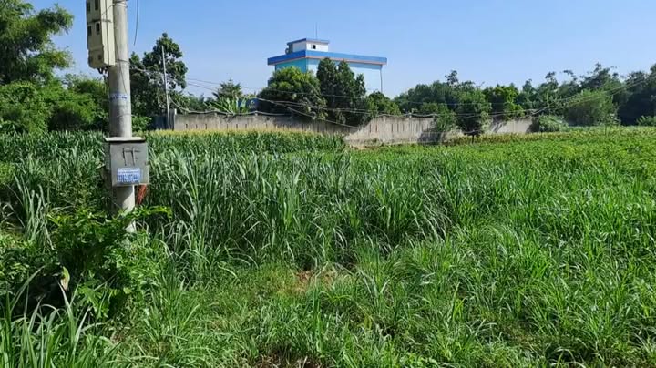 Đất vườn Nghĩa Dõng 238m² giá 2.9 tỷ - Pháp lý rõ ràng, thương lượng ngay!