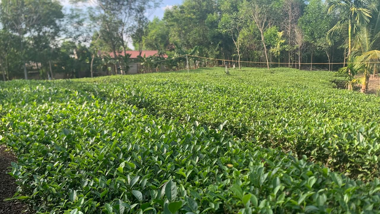 Đất nền 1000m² tại Hợp Tiến, Kim Bôi, Hòa Bình giá 1.1 tỷ - Cơ hội đầu tư tuyệt vời!