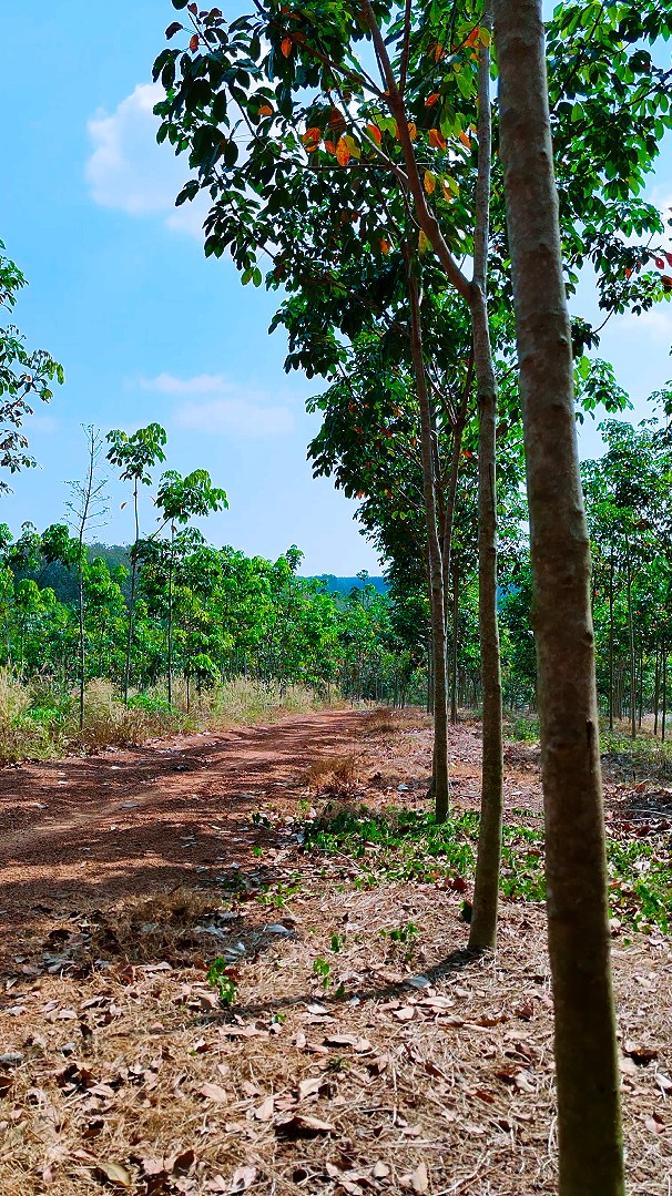 Đất vườn Cao Su Tơ Tân Thành, Đồng Xoài 32.000m² giá 6.4 tỷ - Cơ hội đầu tư sinh lời!