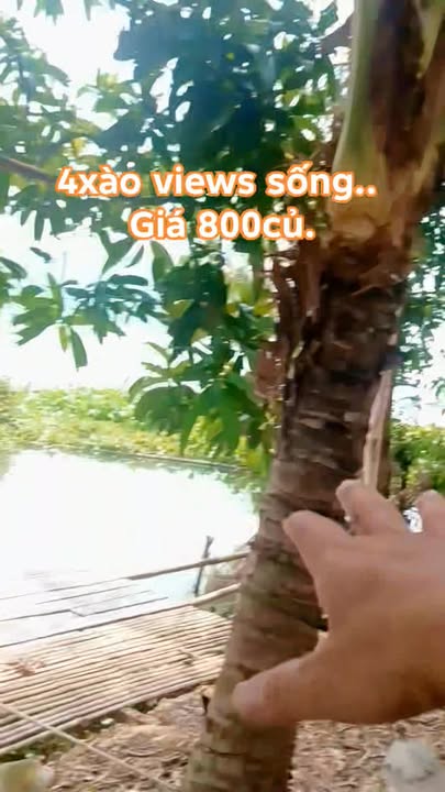 Đất nền mặt tiền bê tông 40.000m² tại Thanh Sơn - Giá chỉ 800 triệu