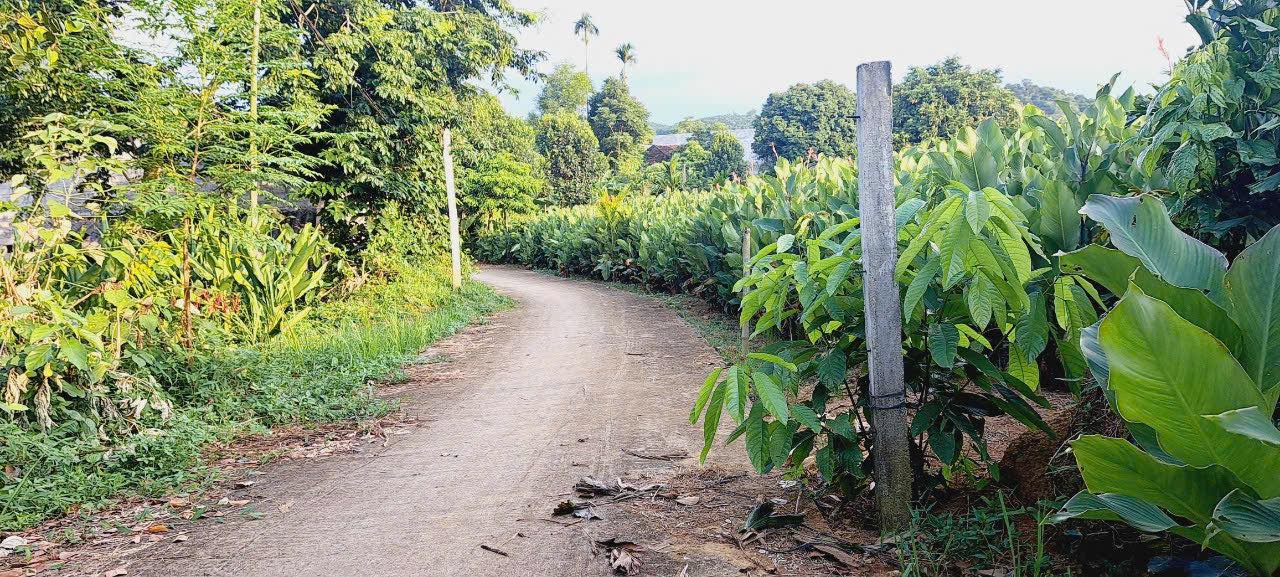 Đất nền nghỉ dưỡng Xã Ba Vì 1260m² giá chỉ 2 tỷ - Không khí trong lành