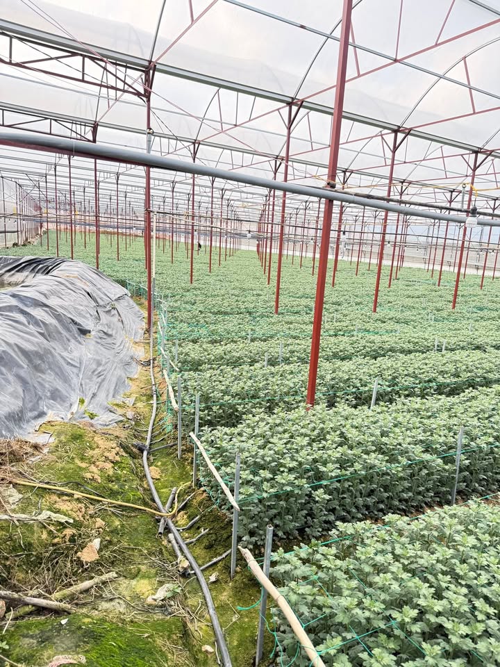 Farm Lạc Xuân, Huyện Đơn Dương, 1512m² giá 1.68 tỷ - Nhà kính mới, thoát nước đầy đủ!