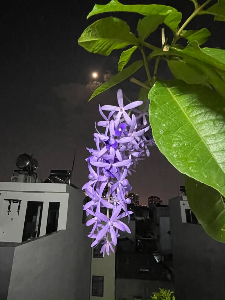 FrontHouse Tân Bình 96.5m² giá 14 tỷ - Cơ hội đầu tư hiếm có!