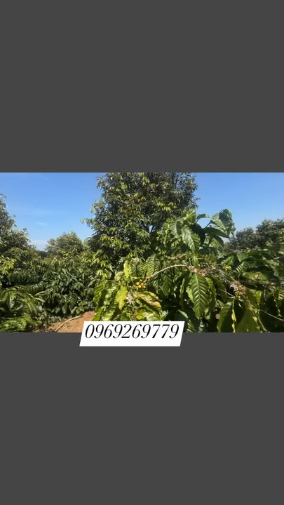 Đất Farm 1,1ha tại Thị trấn Krông Kmar, Đắk Lắk - Giá chỉ 4 tỷ!